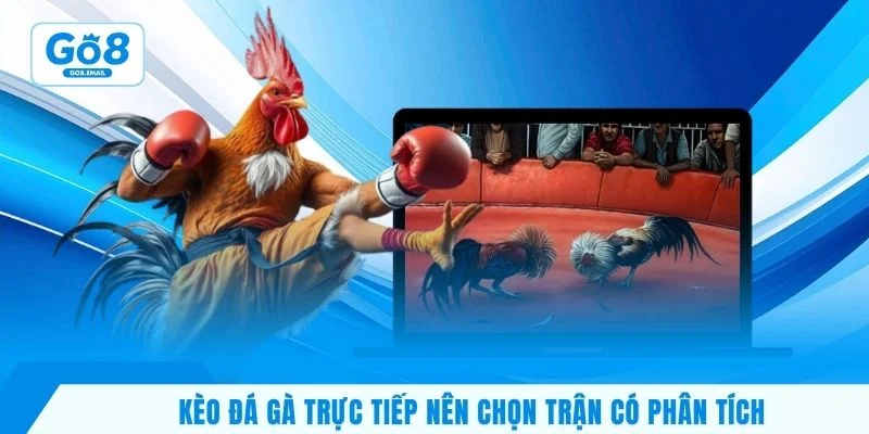 Kèo đá gà trực tiếp nên chọn trận có phân tích