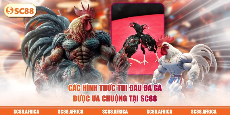 Các hình thức thi đấu đá gà được ưa chuộng tại SC88